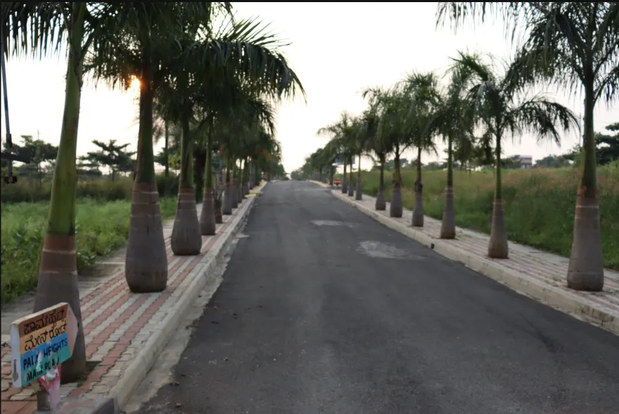 Palm Heights — palm-lined internal road
